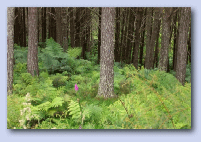 Photo of Pine Forest North of Auckland