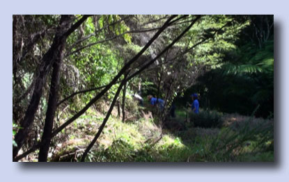 Photo of BNZ staff at Leigh Working Bee Photo of BNZ staff at Leigh Working Bee